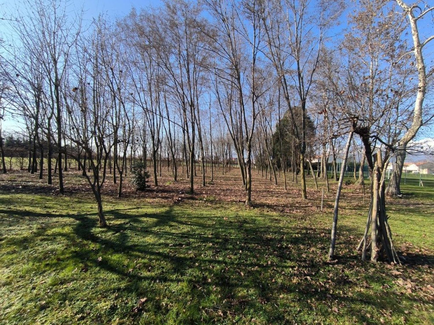immagine annuncio 3 di 6