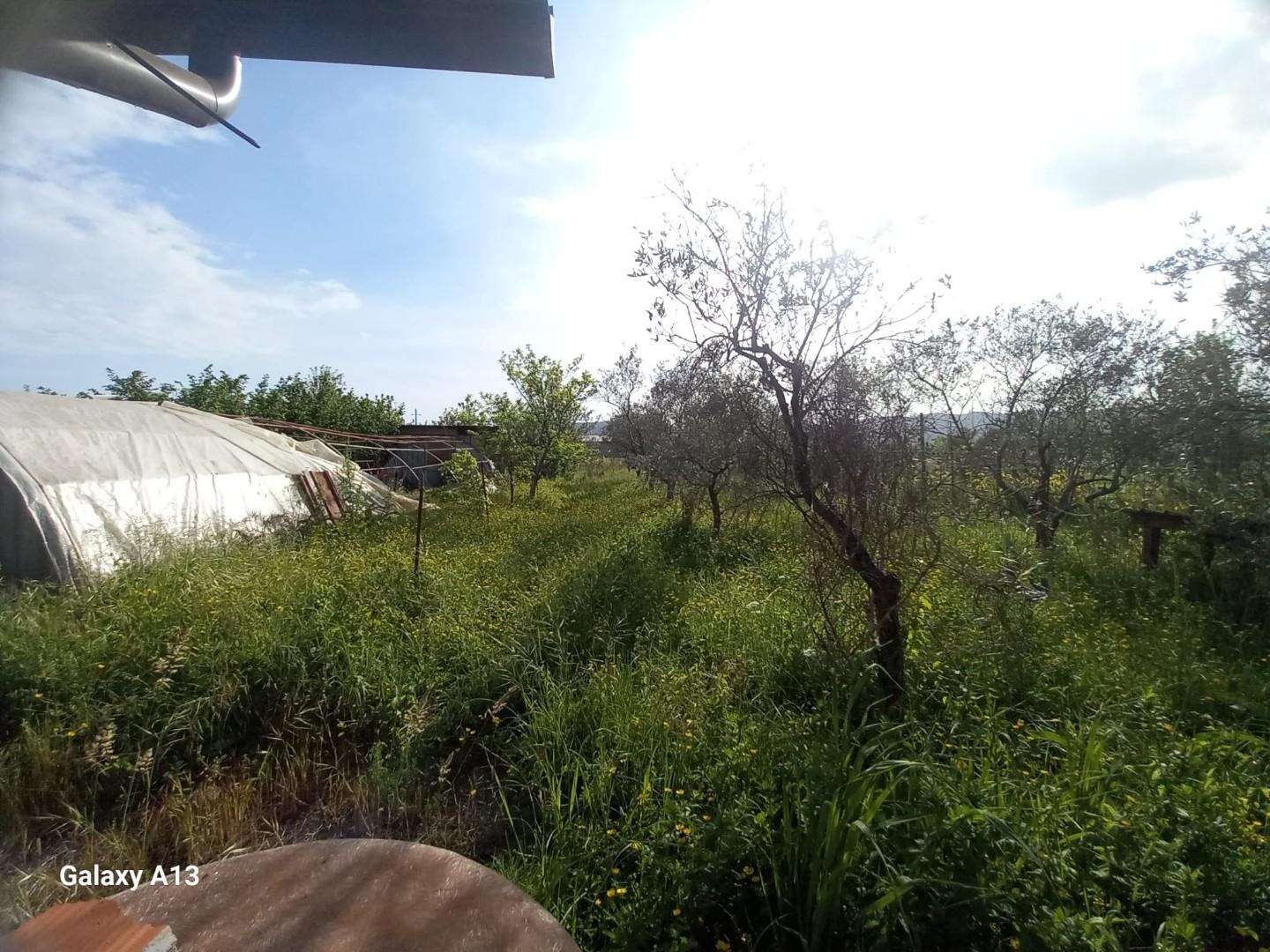 Terreno Agricolo in vendita, Castelnuovo Magra colombiera