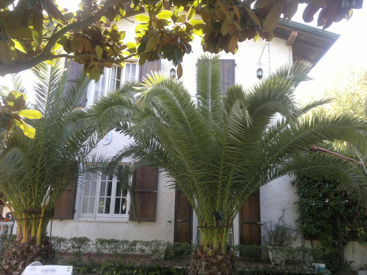 Villa Bifamiliare arredata in affitto, Montignoso cinquale