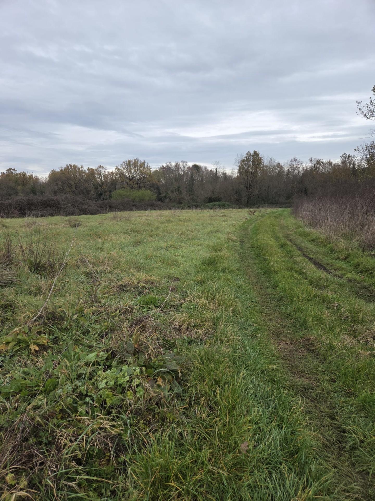 Terreno Agricolo in vendita, Castelfranco di Sotto orentano