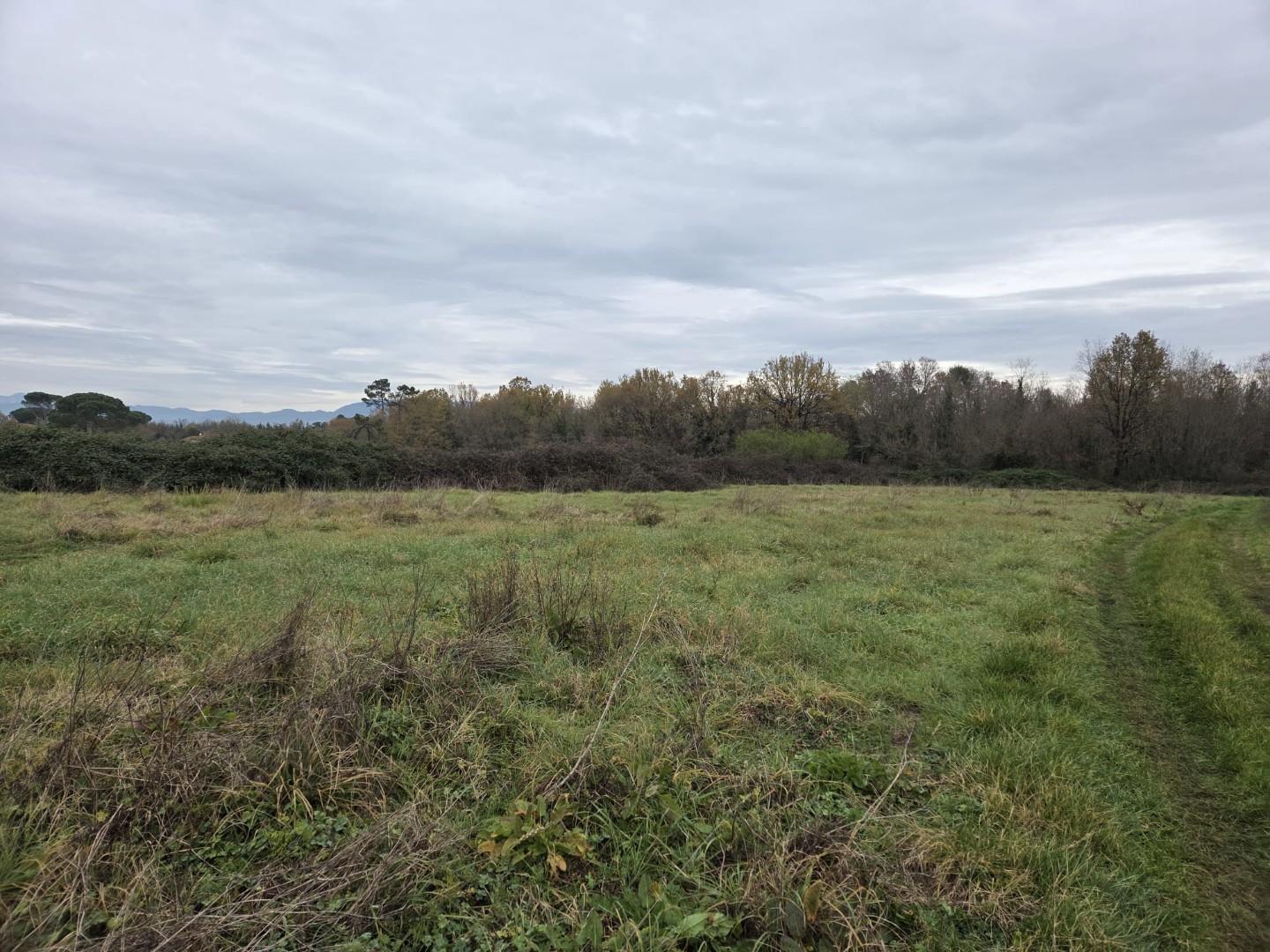 Terreno Agricolo in vendita, Castelfranco di Sotto orentano