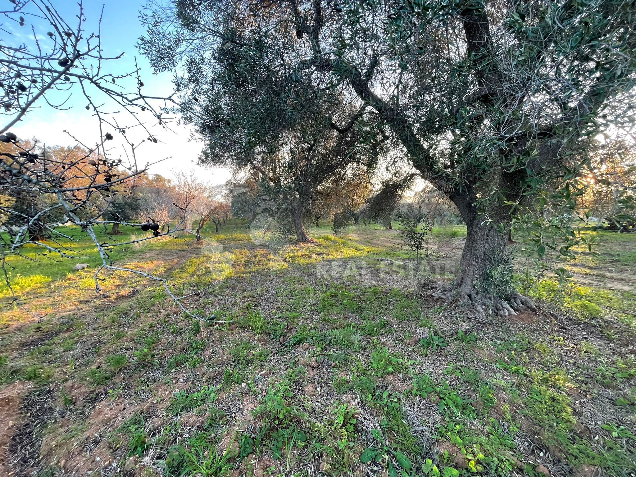 Terreno Agricolo in vendita in contrada colombo sn, Carovigno
