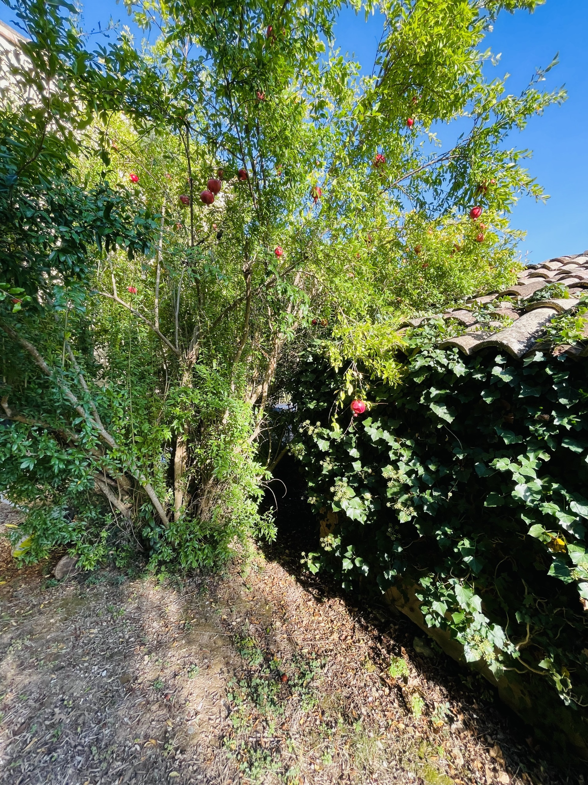 Rustico con giardino in san savino, Montecosaro