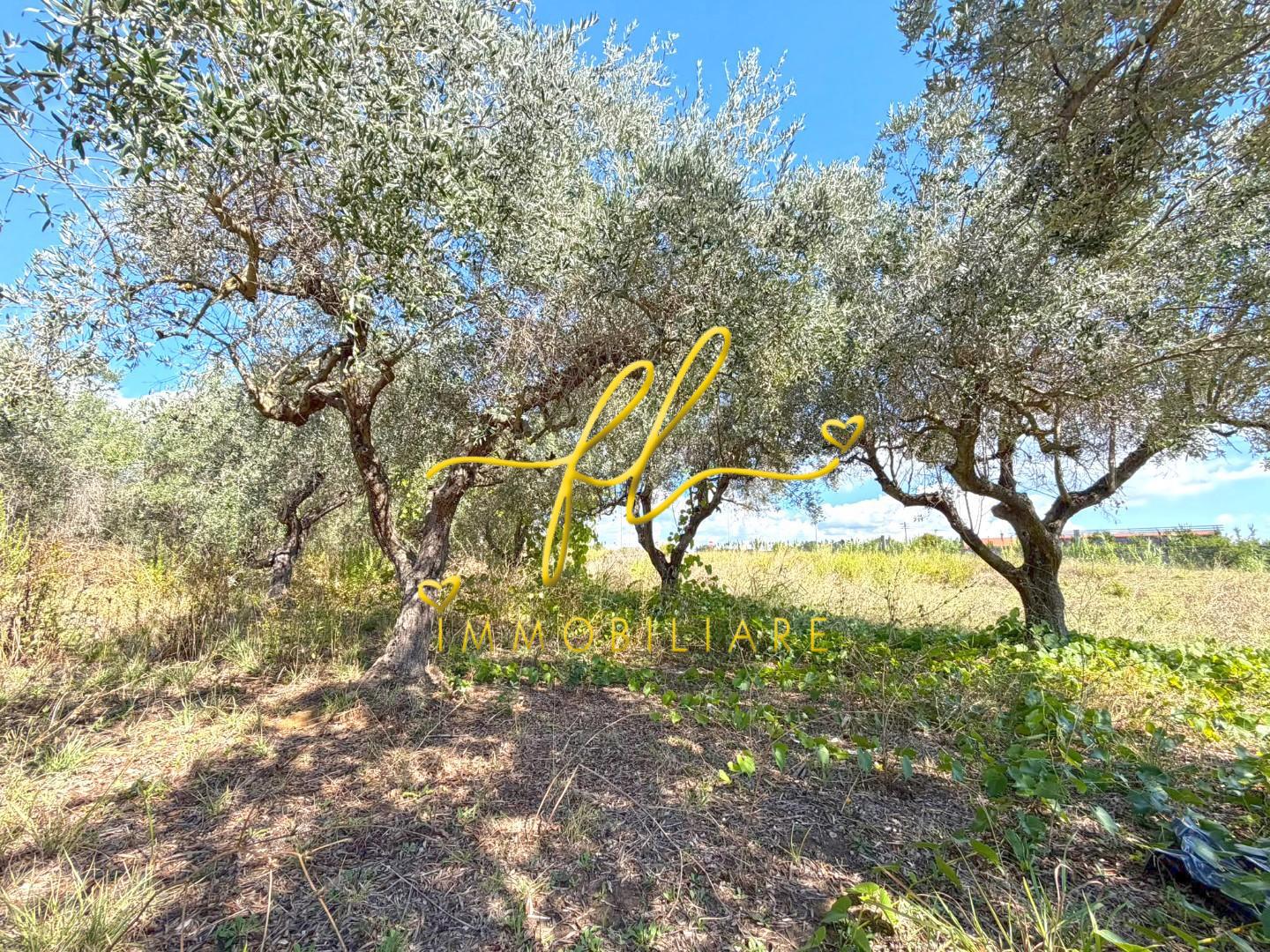 Terreno Agricolo in vendita, Cecina paratino