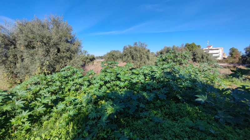 Terreno in vendita a Floridia