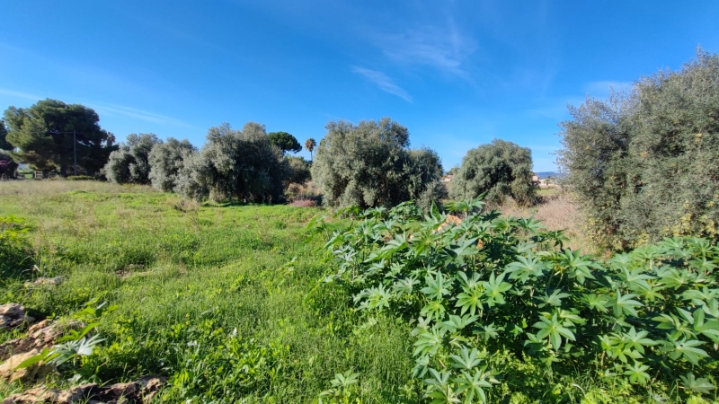 Terreno in vendita a Floridia