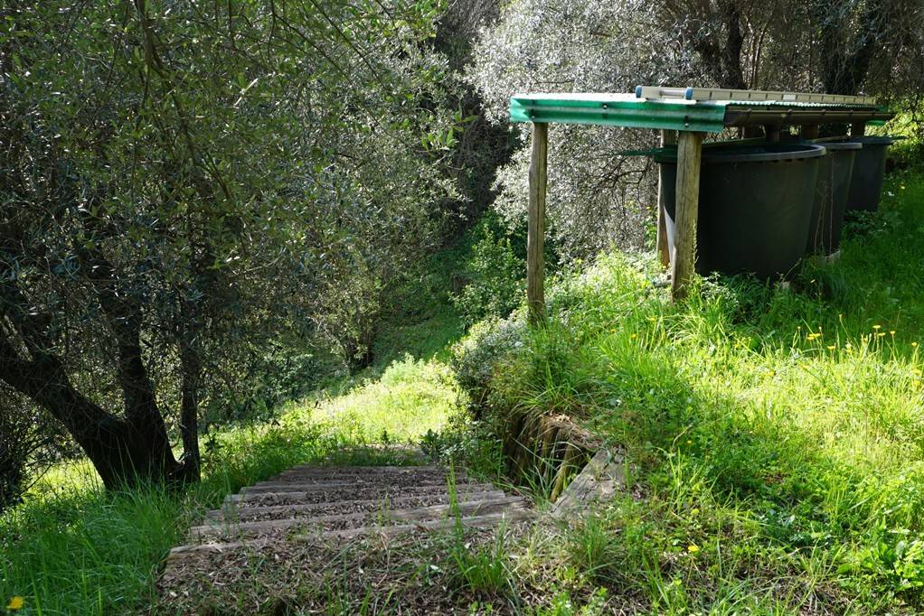 Terreno Agricolo in vendita a Albisola Superiore, La Pace