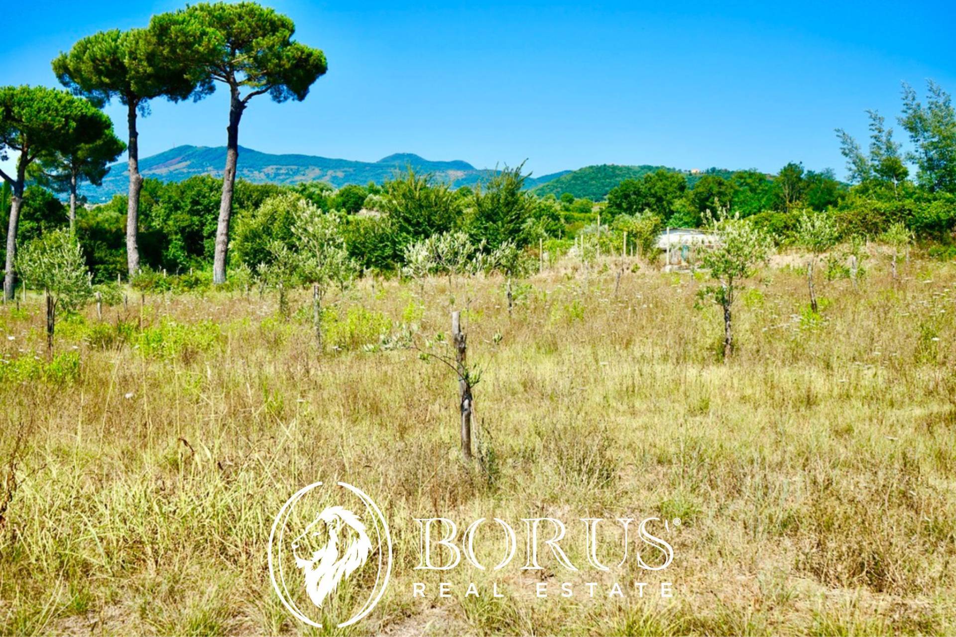 Terreno Agricolo in vendita a Sessa Aurunca