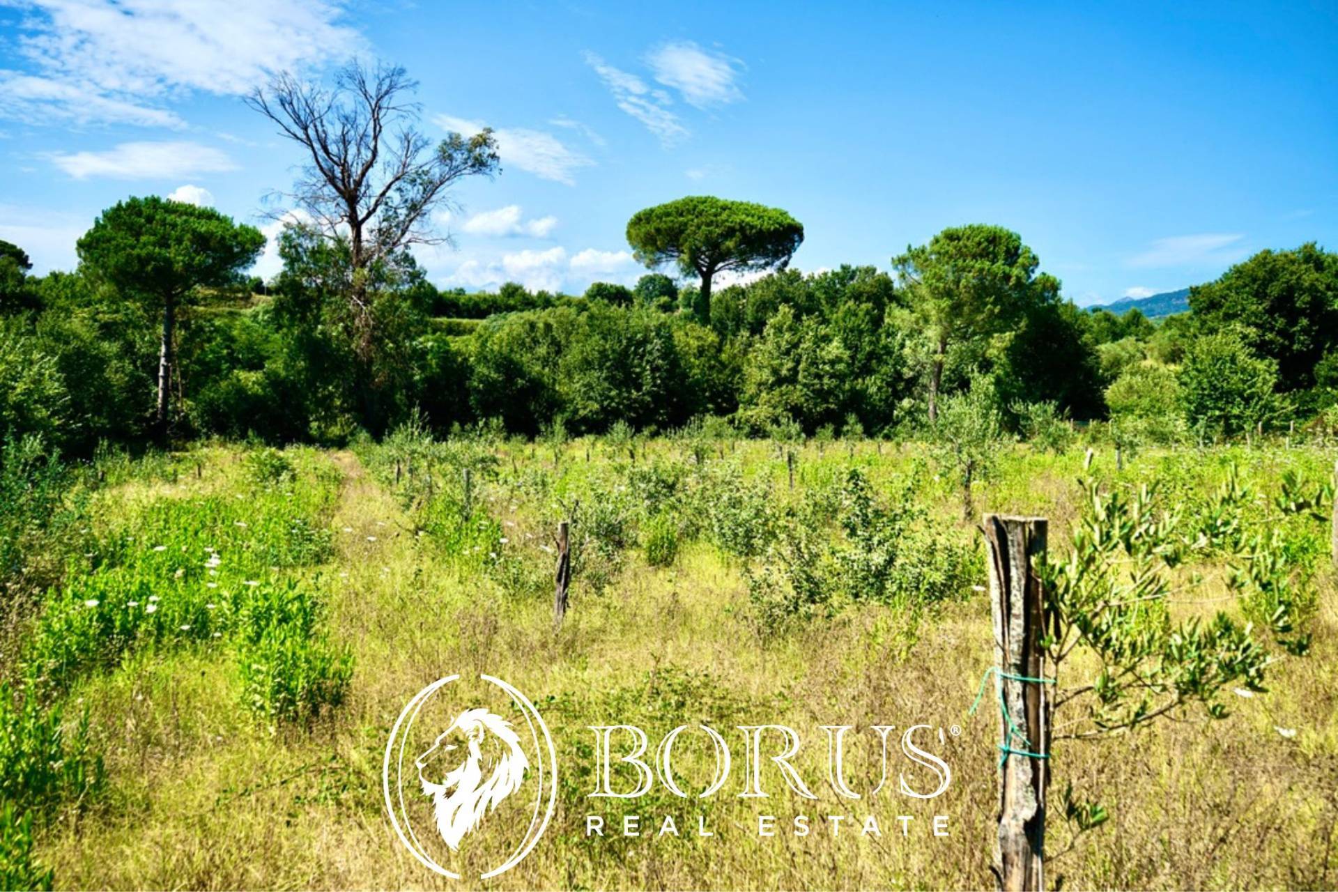 Terreno Agricolo in vendita a Sessa Aurunca