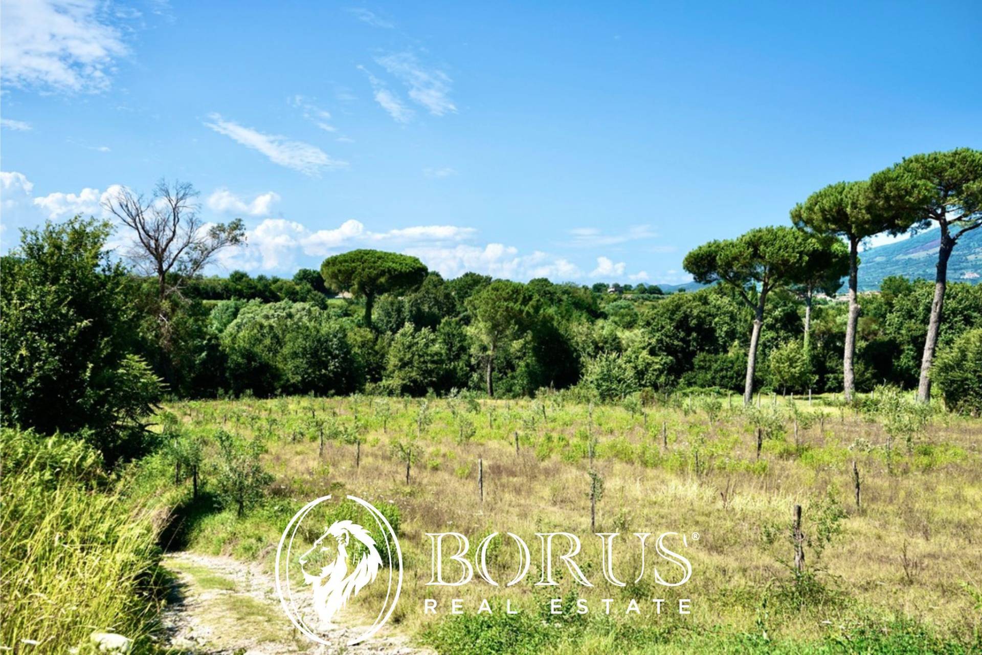 Terreno Agricolo in vendita a Sessa Aurunca