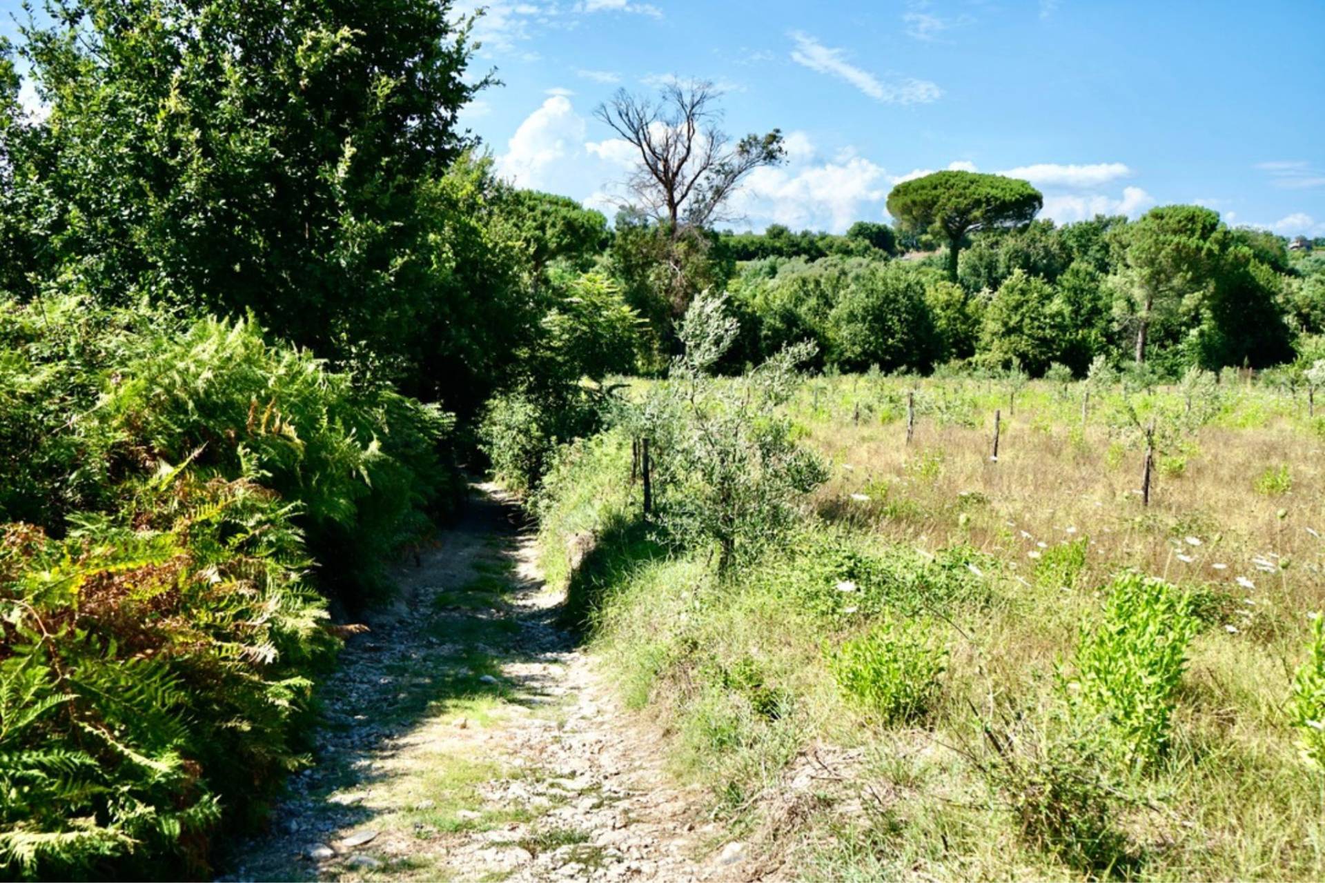 Terreno Agricolo in vendita a Sessa Aurunca
