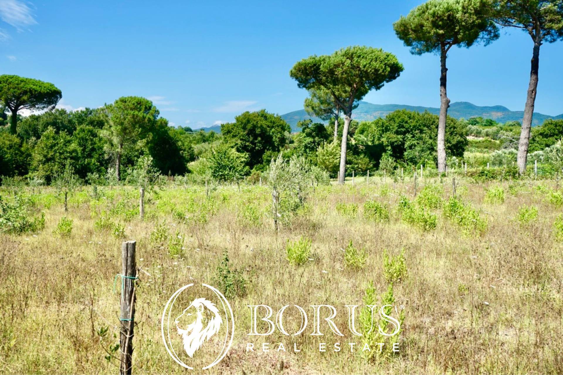 Terreno Agricolo in vendita a Sessa Aurunca