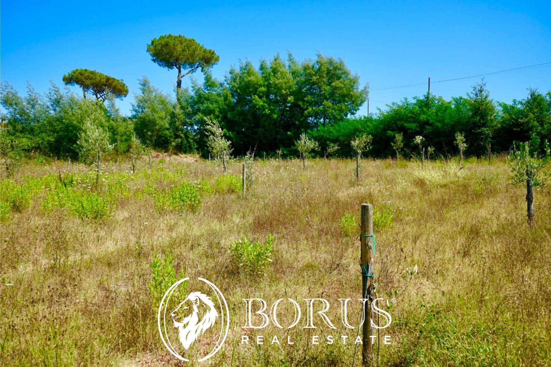 Terreno Agricolo in vendita a Sessa Aurunca