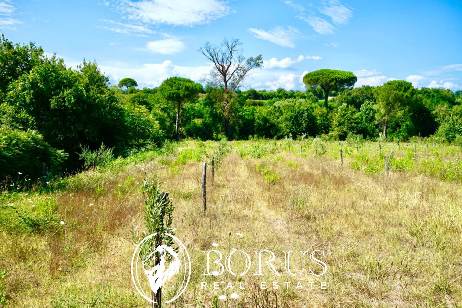 Terreno Agricolo in vendita a Sessa Aurunca