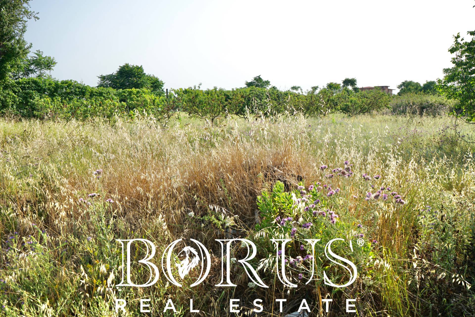 Terreno Agricolo in vendita a Frignano