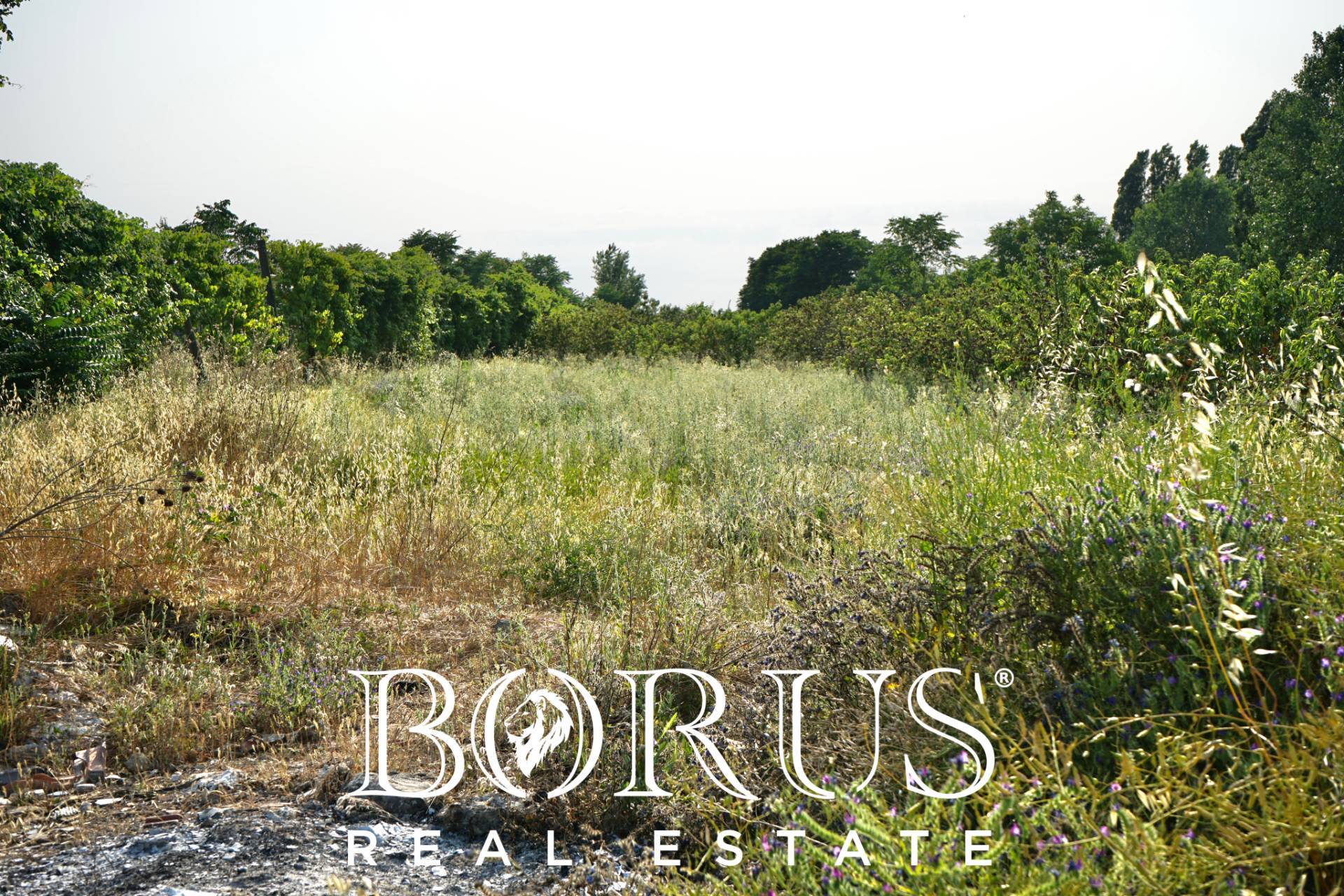 Terreno Agricolo in vendita a Frignano