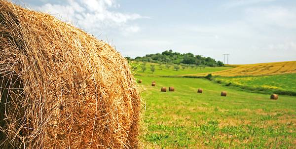 Terreno Agricolo in vendita a Mombaroccio