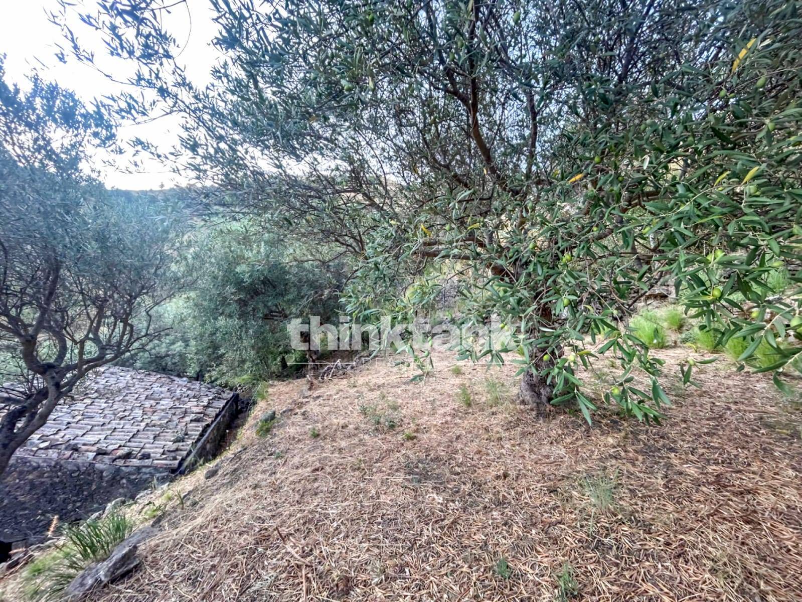 Rustico/Casale/Corte in vendita a Piedimonte Etneo