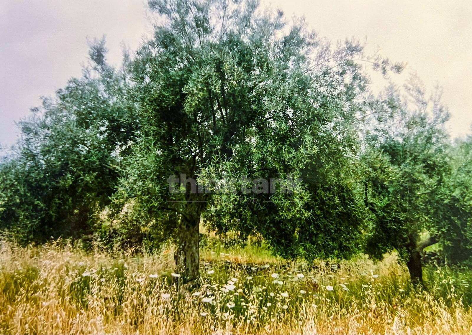 Rustico/Casale/Corte in vendita a Ragalna