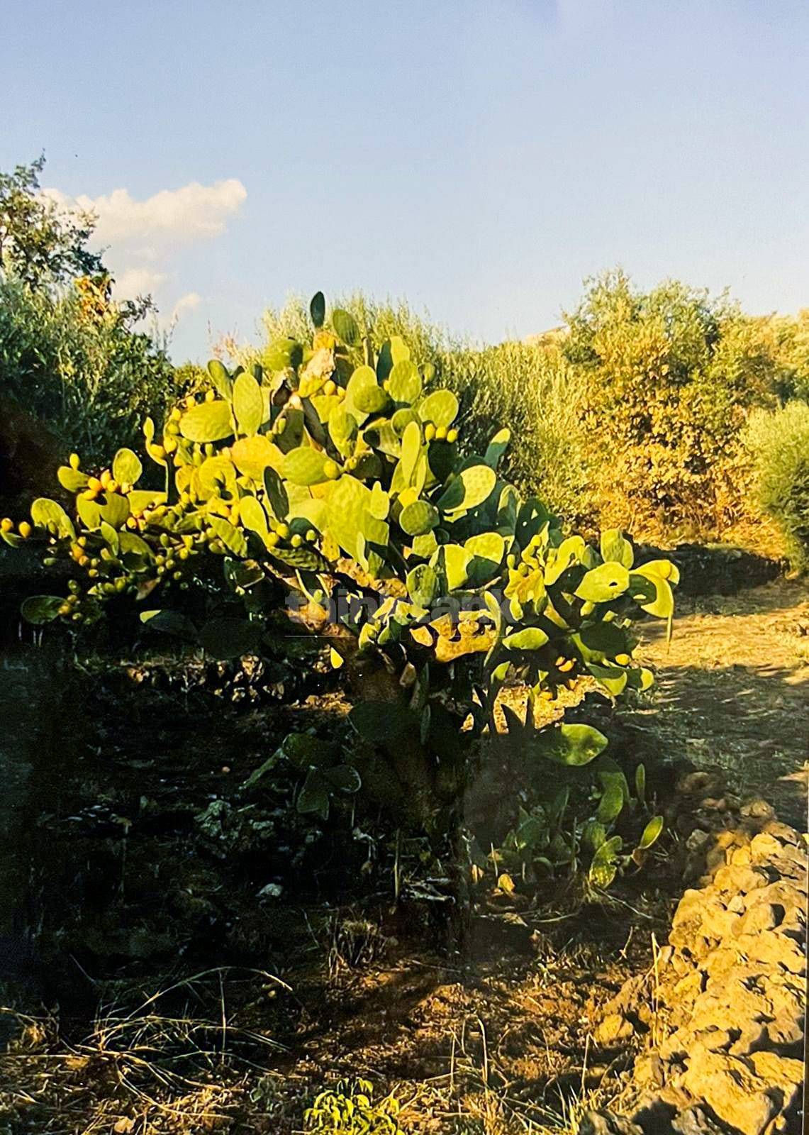 Rustico/Casale/Corte in vendita a Ragalna