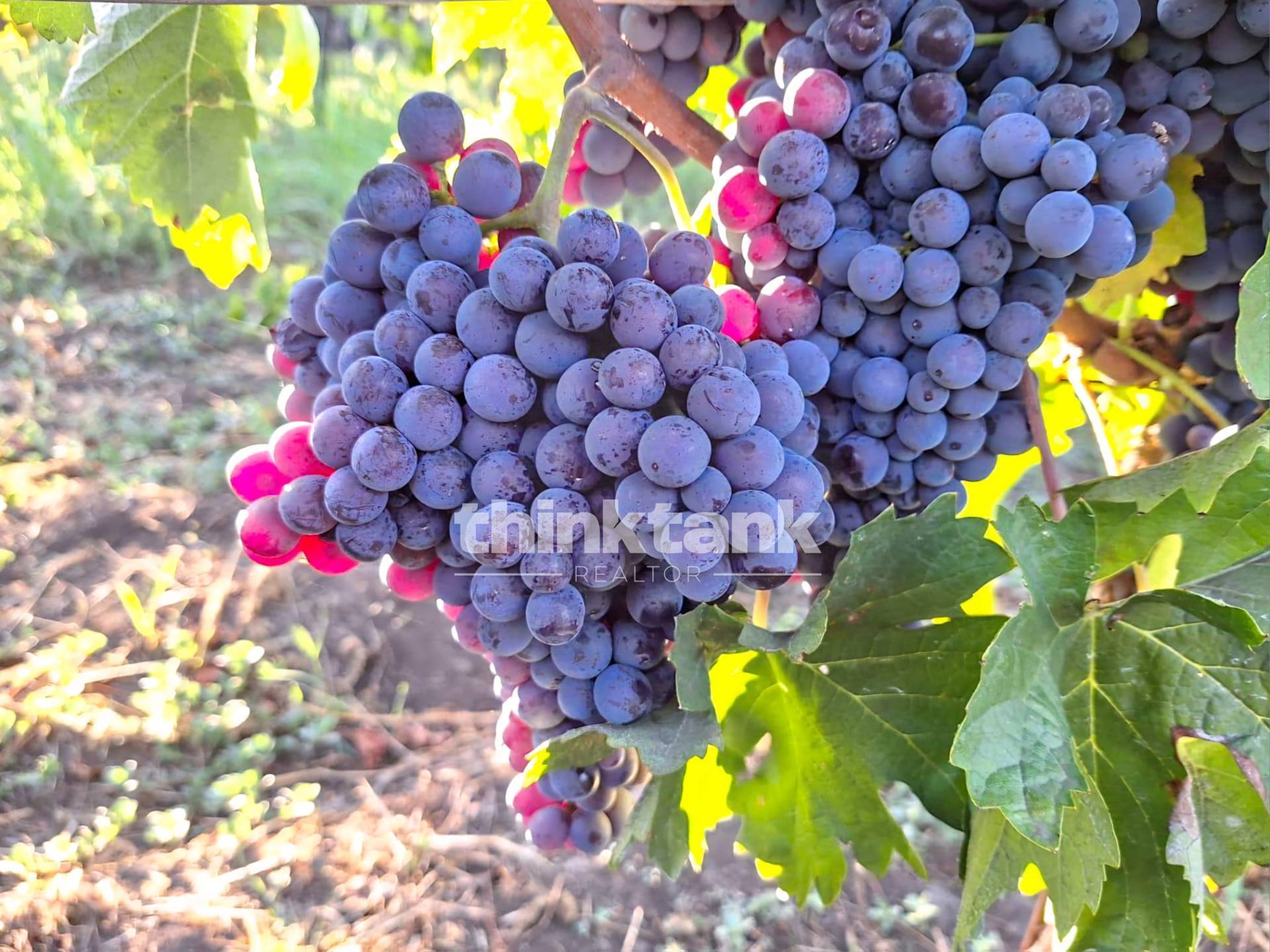Casa singola in vendita a Castiglione di Sicilia