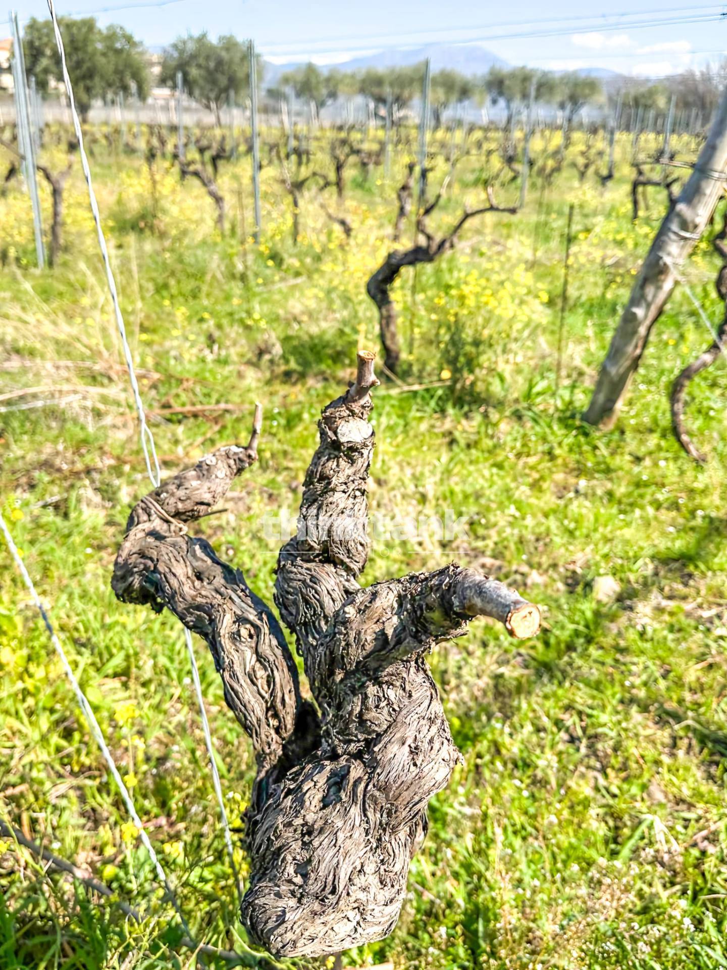 Casa singola in vendita a Castiglione di Sicilia