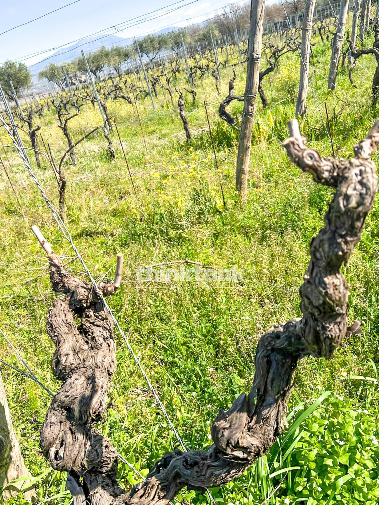 Casa singola in vendita a Castiglione di Sicilia