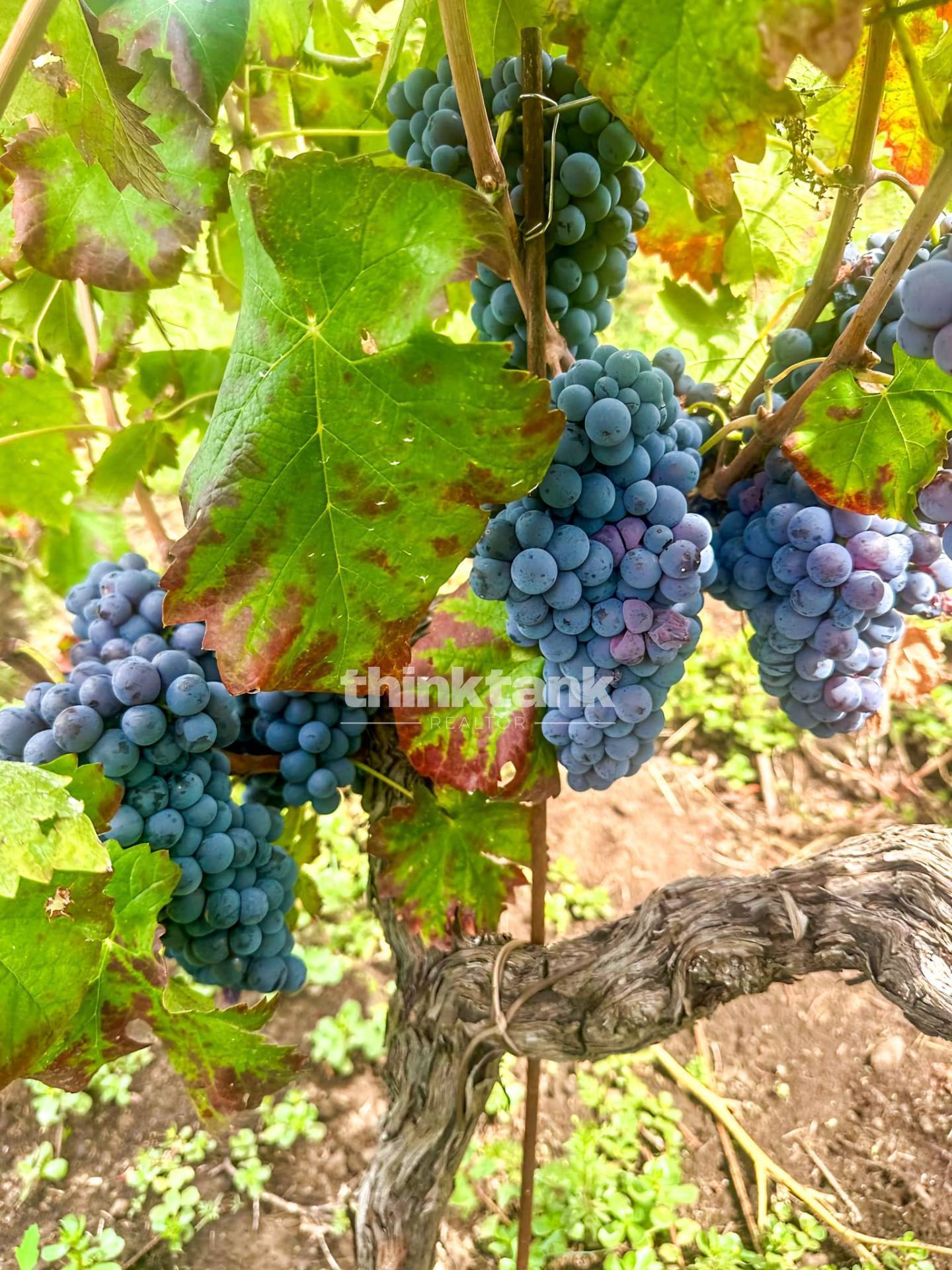 Casa singola in vendita a Castiglione di Sicilia