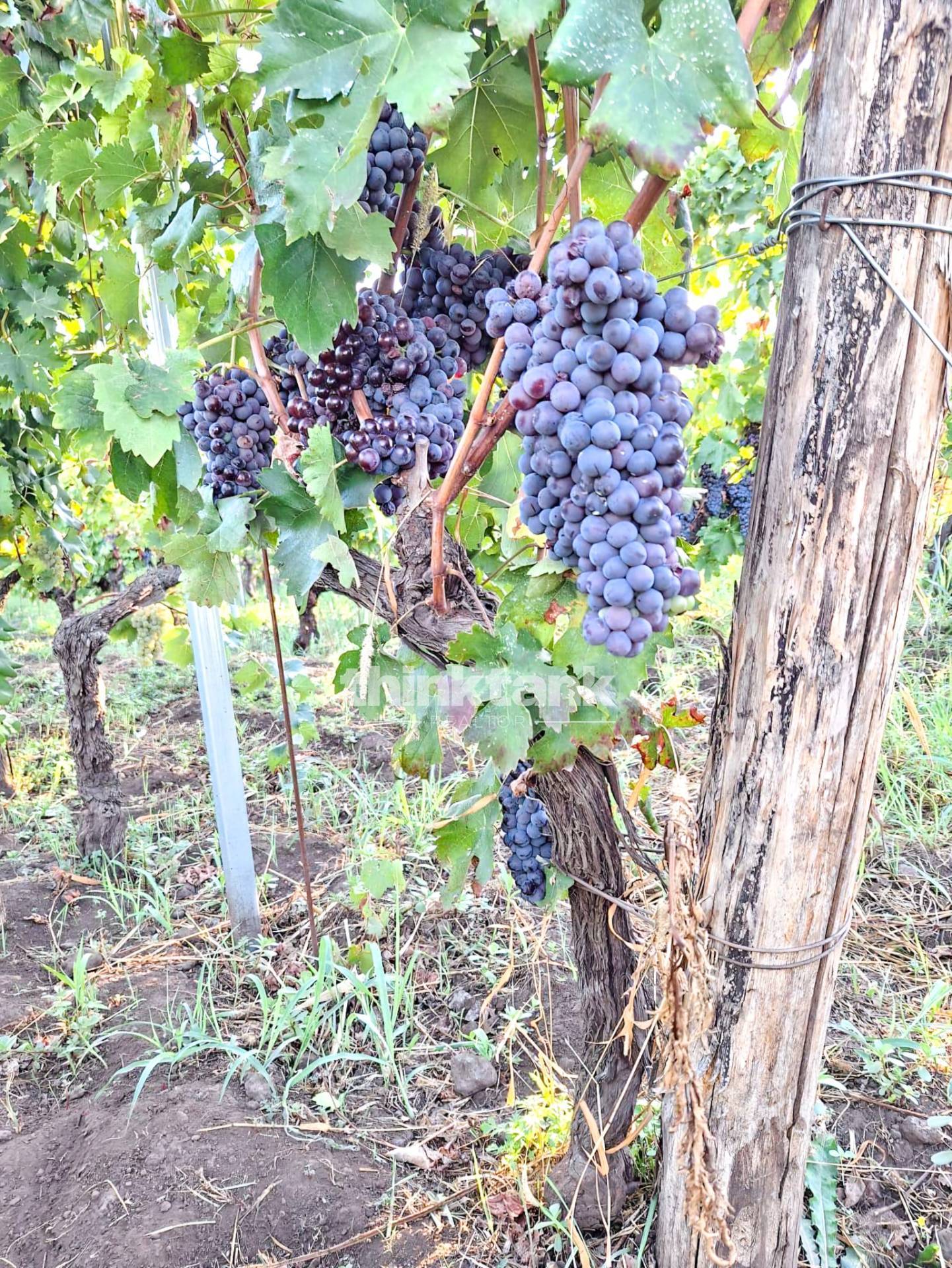 Casa singola in vendita a Castiglione di Sicilia