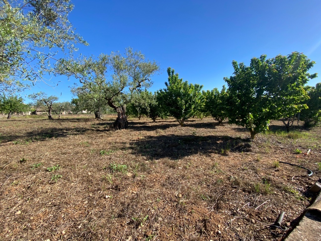 Terreno Agricolo in vendita in via vicinale oronzino 5296, Gioia del Colle