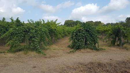 Terreno Agricolo in vendita a Santa Maria Imbaro