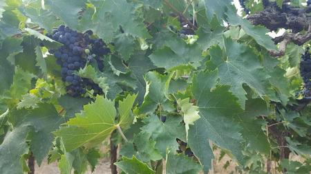 Terreno Agricolo in vendita a Santa Maria Imbaro