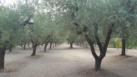 Terreno Agricolo in vendita a Santa Maria Imbaro