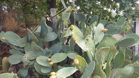 Terreno Agricolo in vendita a Santa Maria Imbaro