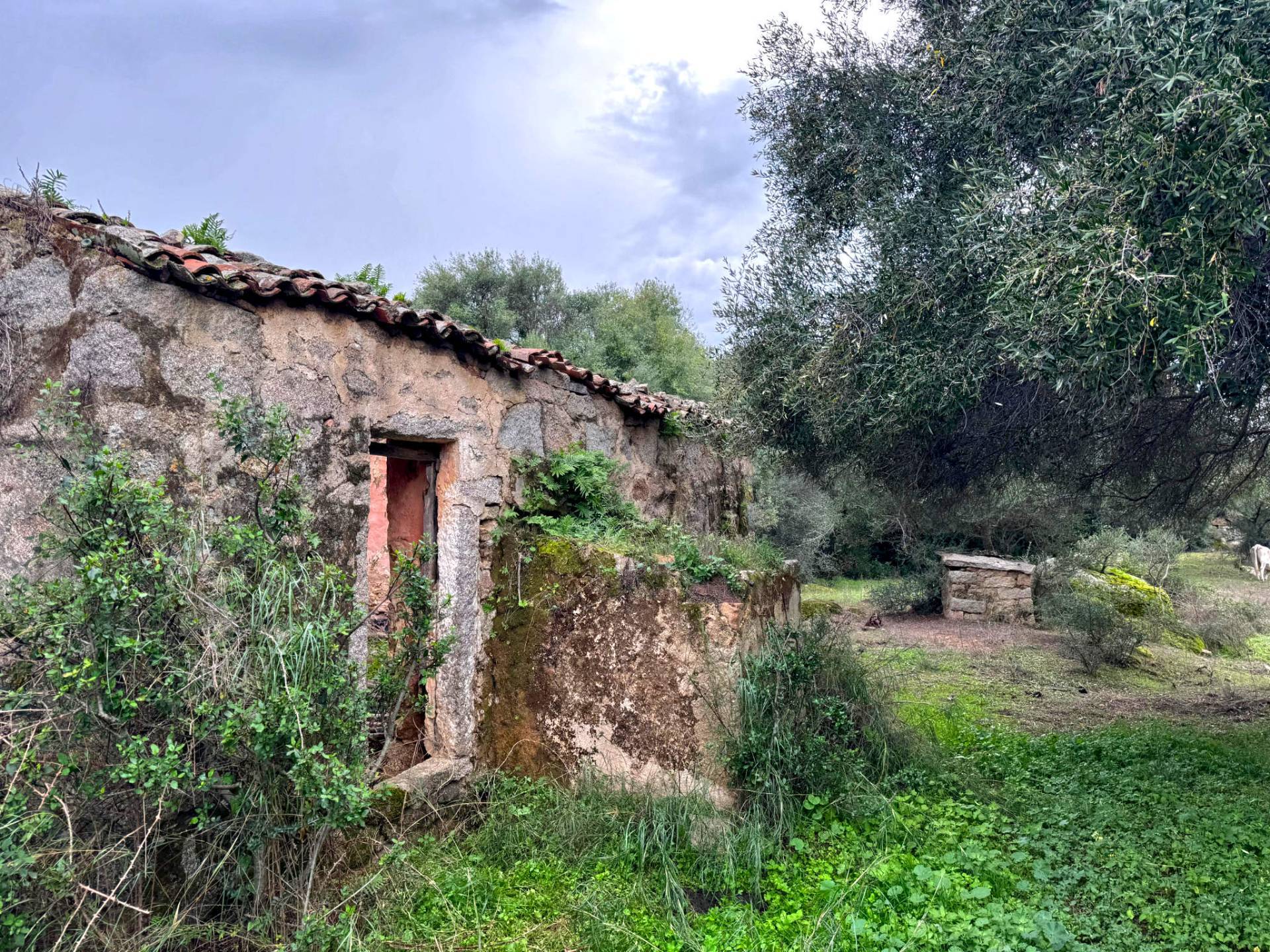 immagine annuncio 5 di 6