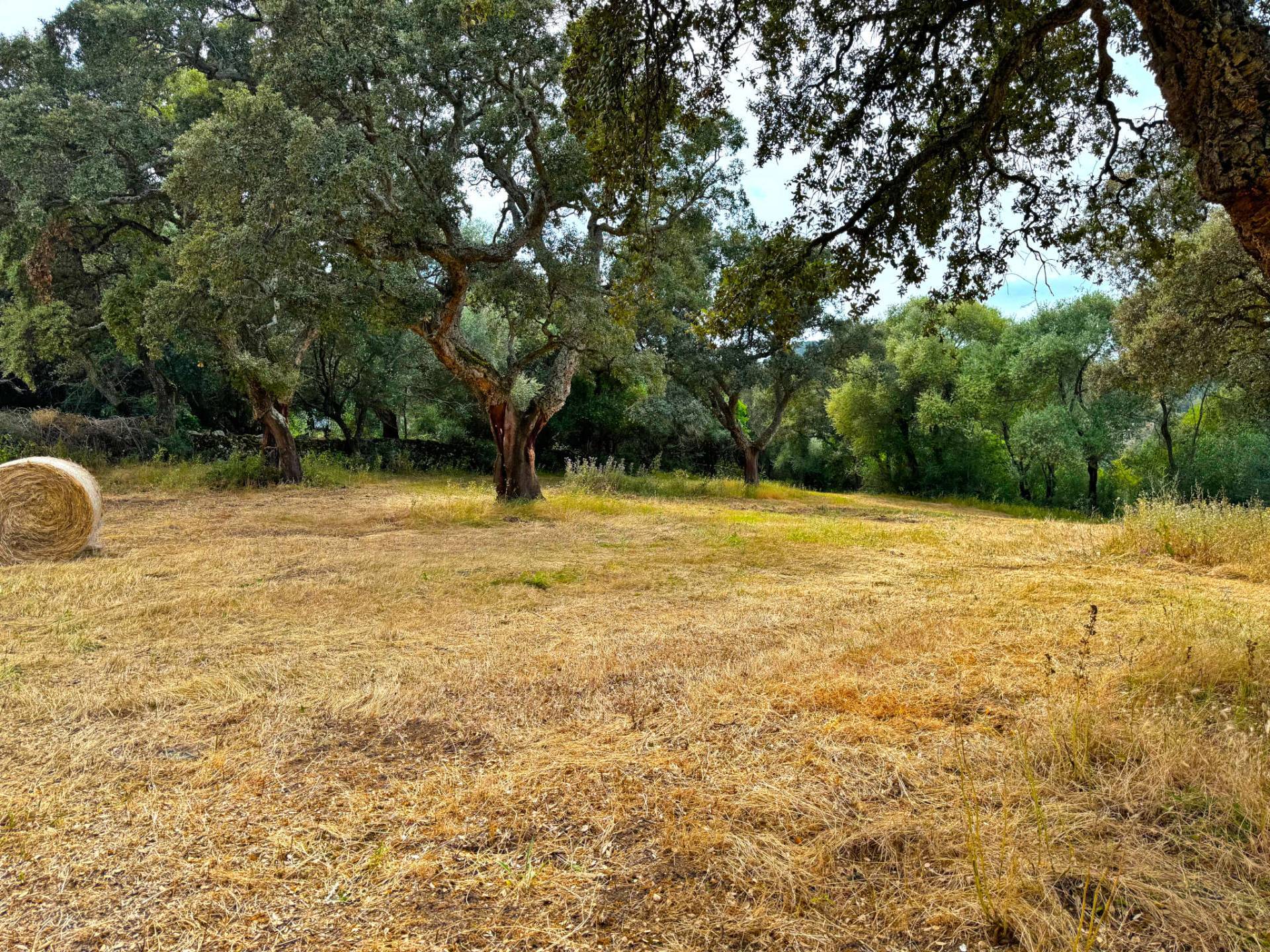 TERRENO LOCALITA' S. MARCO in vendita a Luogosanto