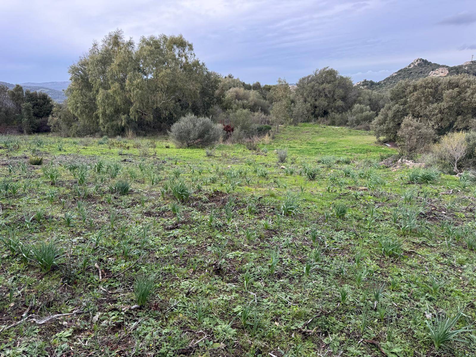 TERRENO EDIFICABILE LUOGOSANTO ZONA C in vendita a Luogosanto