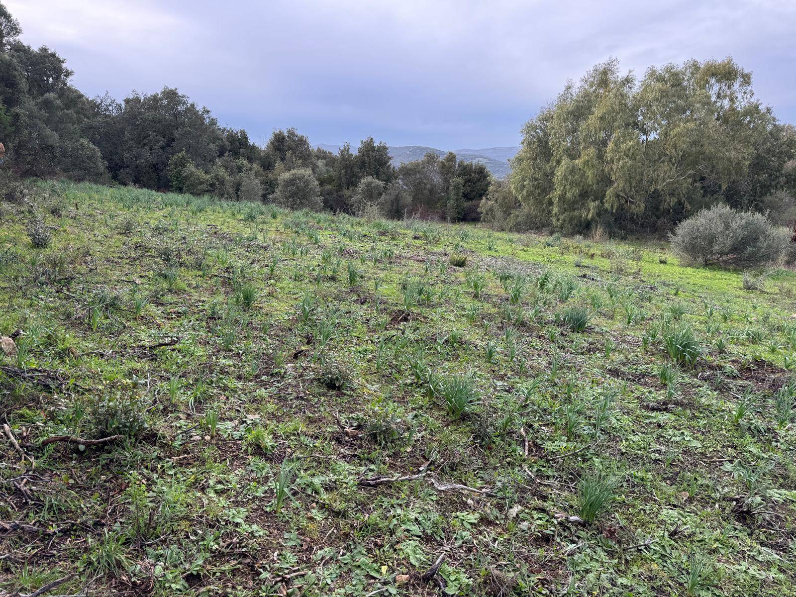 TERRENO EDIFICABILE LUOGOSANTO ZONA C in vendita a Luogosanto