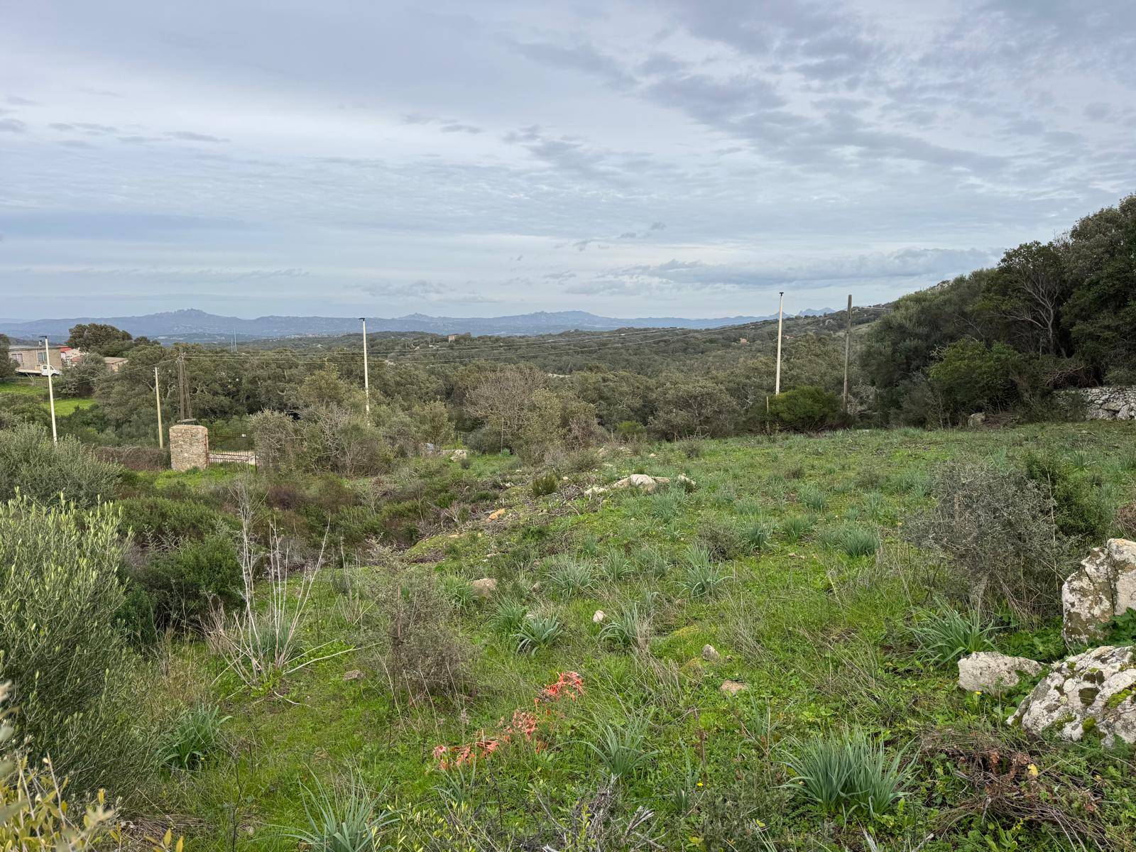 TERRENO EDIFICABILE LUOGOSANTO ZONA C in vendita a Luogosanto