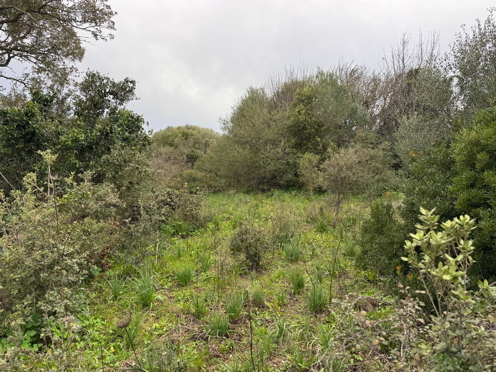 TERRENO EDIFICABILE LUOGOSANTO ZONA C in vendita a Luogosanto