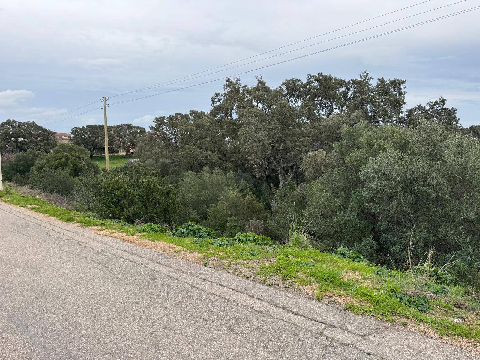 TERRENO EDIFICABILE LUOGOSANTO ZONA C in vendita a Luogosanto