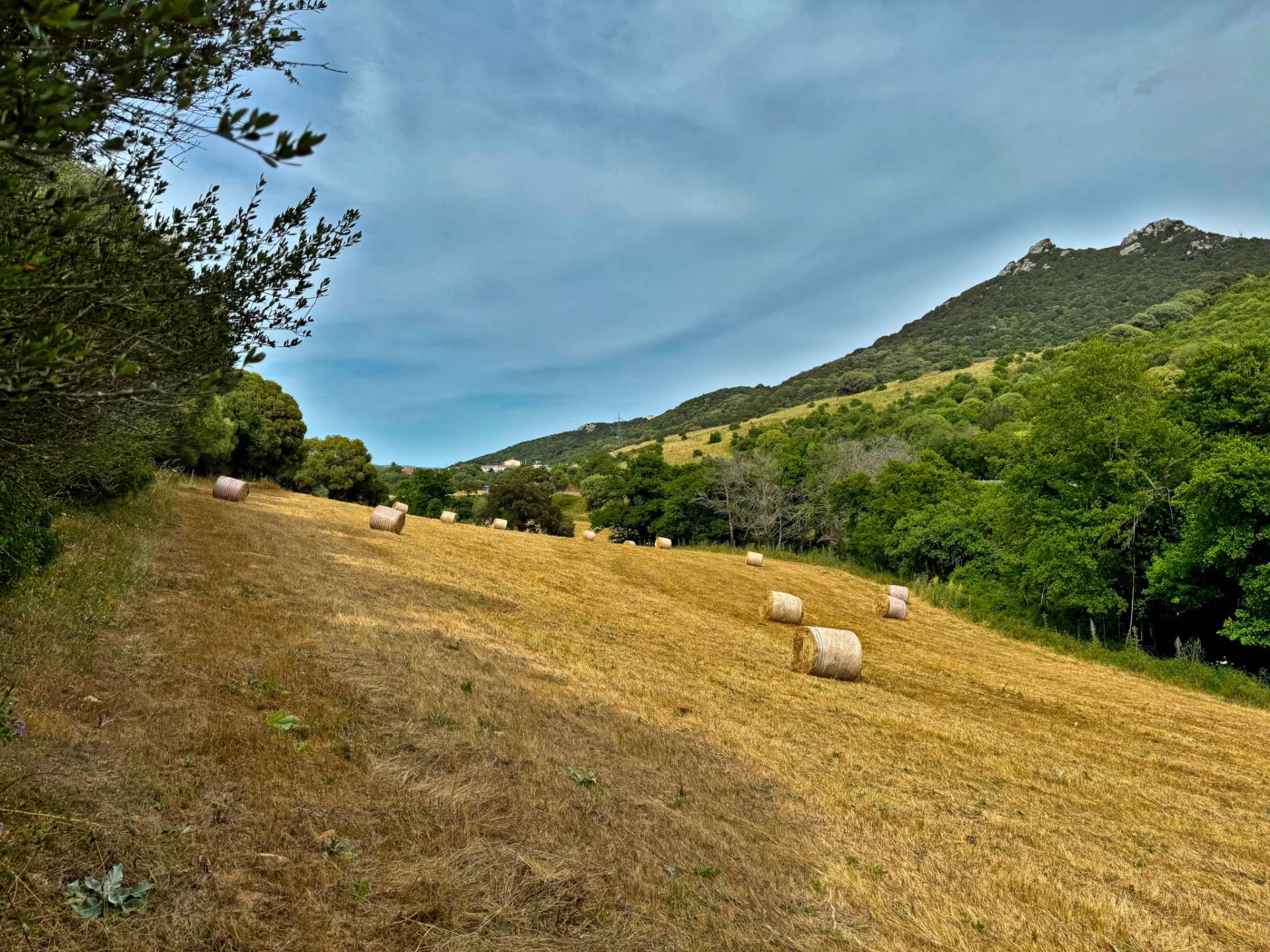 Terreno Agricolo in vendita a Luogosanto