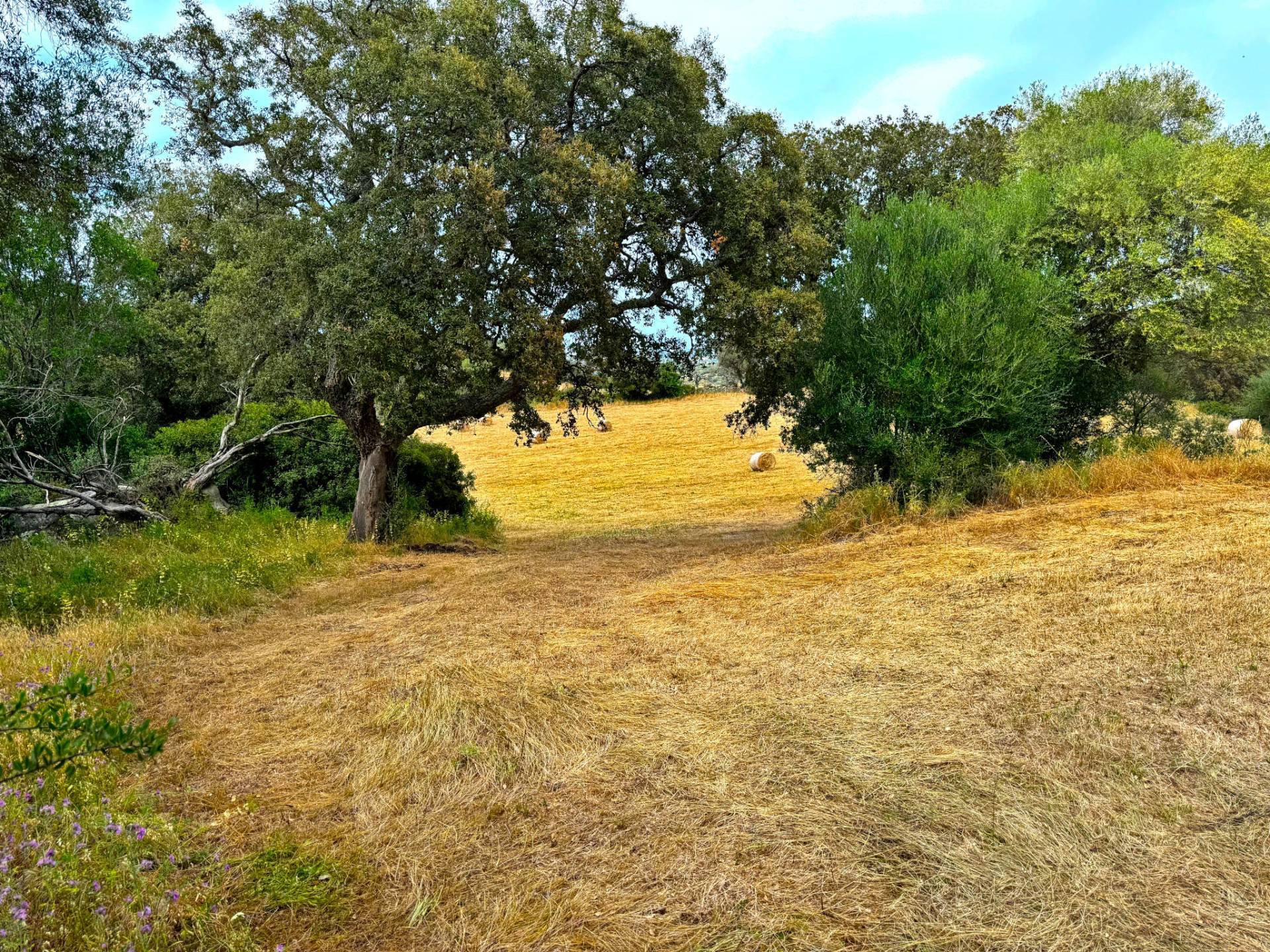 Terreno Agricolo in vendita a Luogosanto
