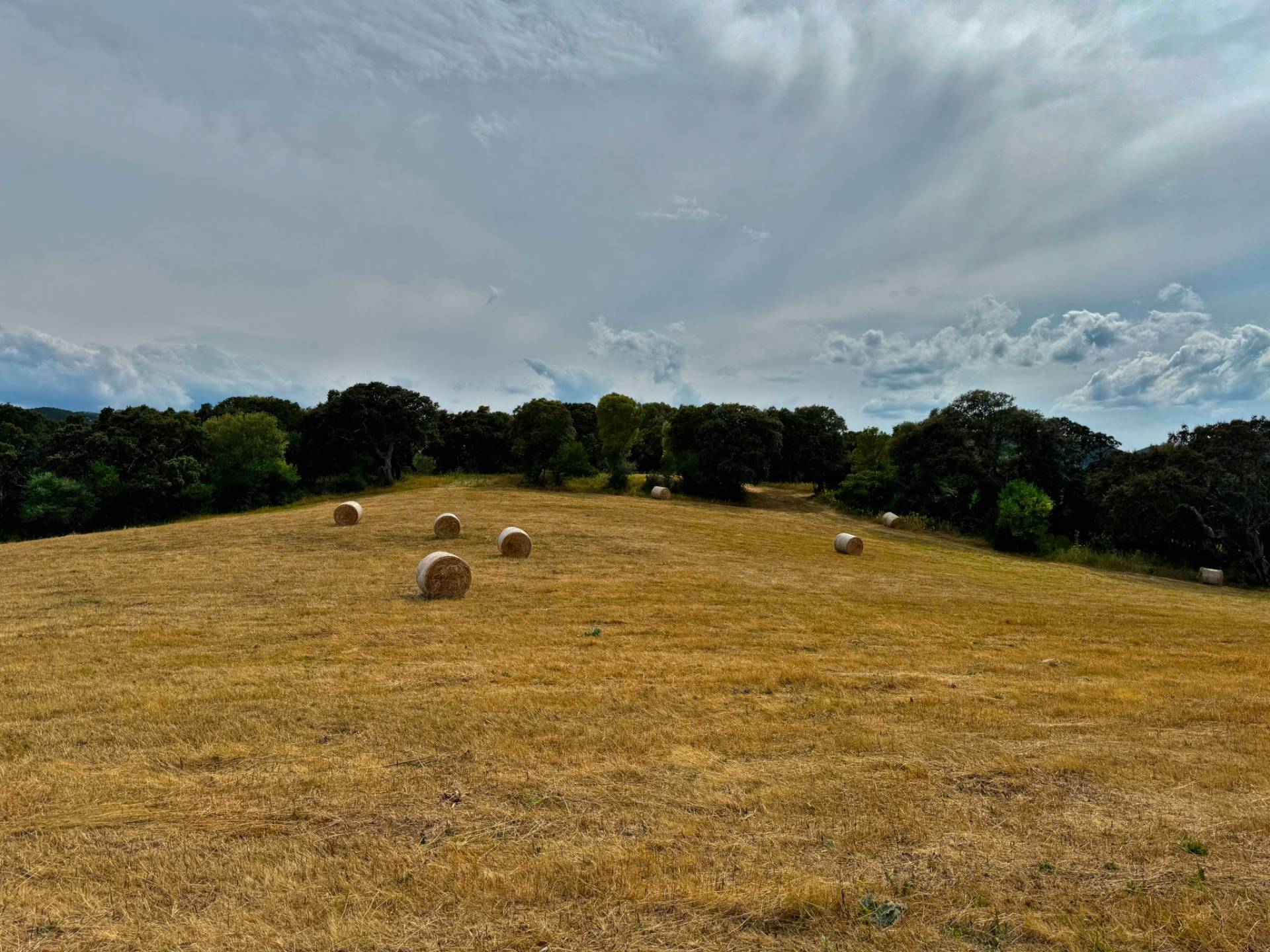 Terreno Agricolo in vendita a Luogosanto