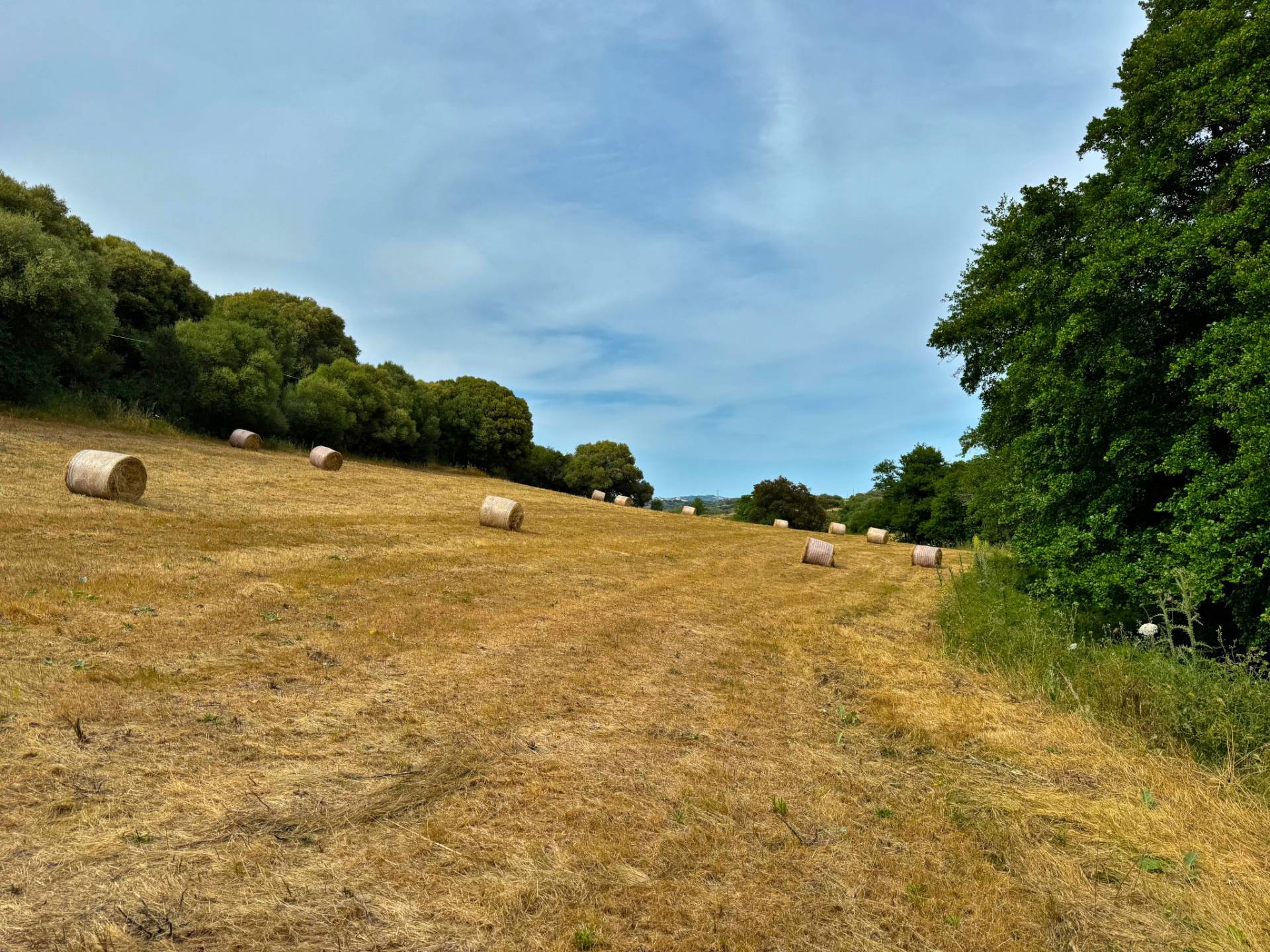 Terreno Agricolo in vendita a Luogosanto