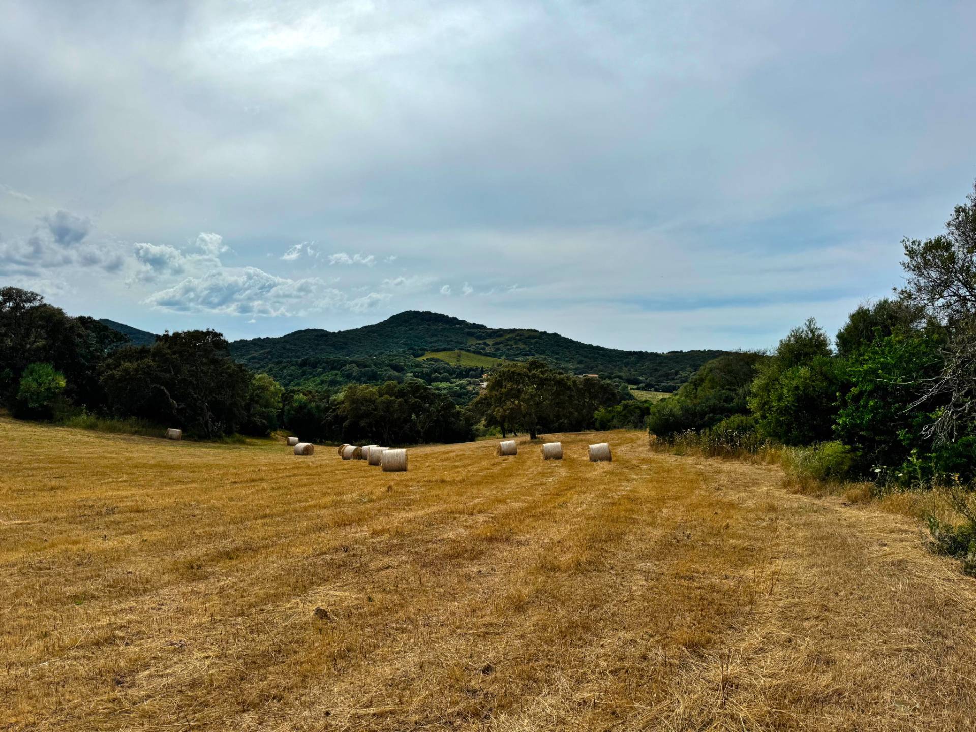 Terreno Agricolo in vendita a Luogosanto