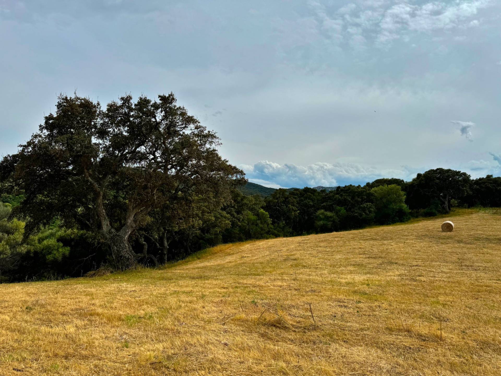Terreno Agricolo in vendita a Luogosanto