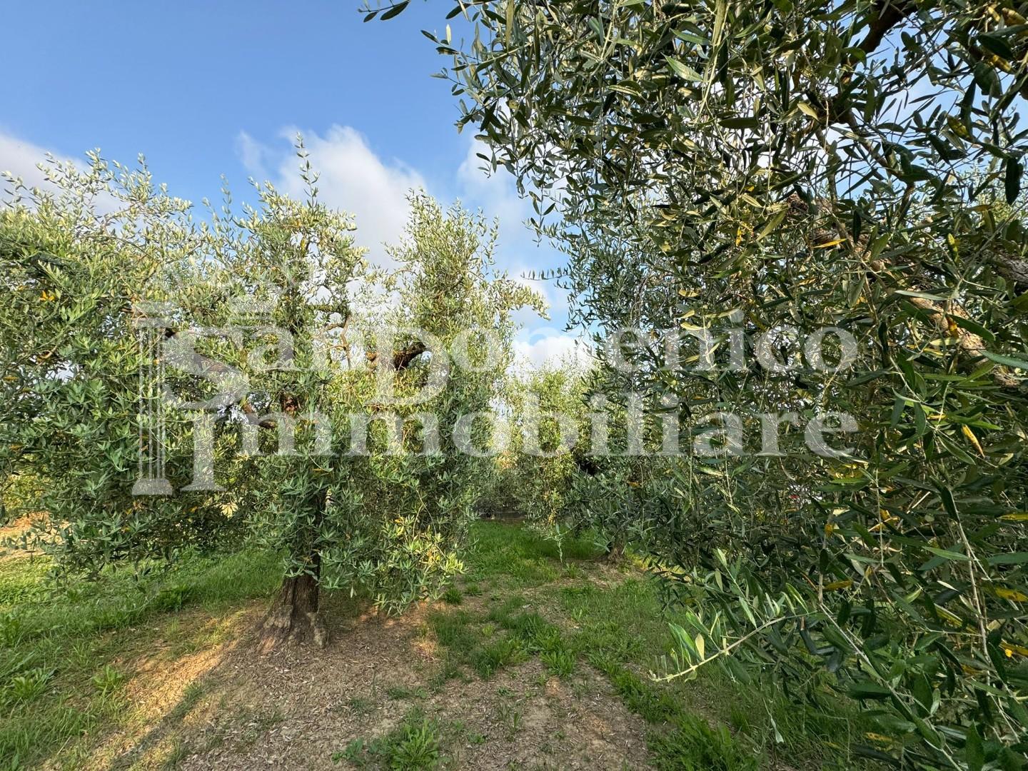 Terreno Agricolo in vendita, Cascina ripoli