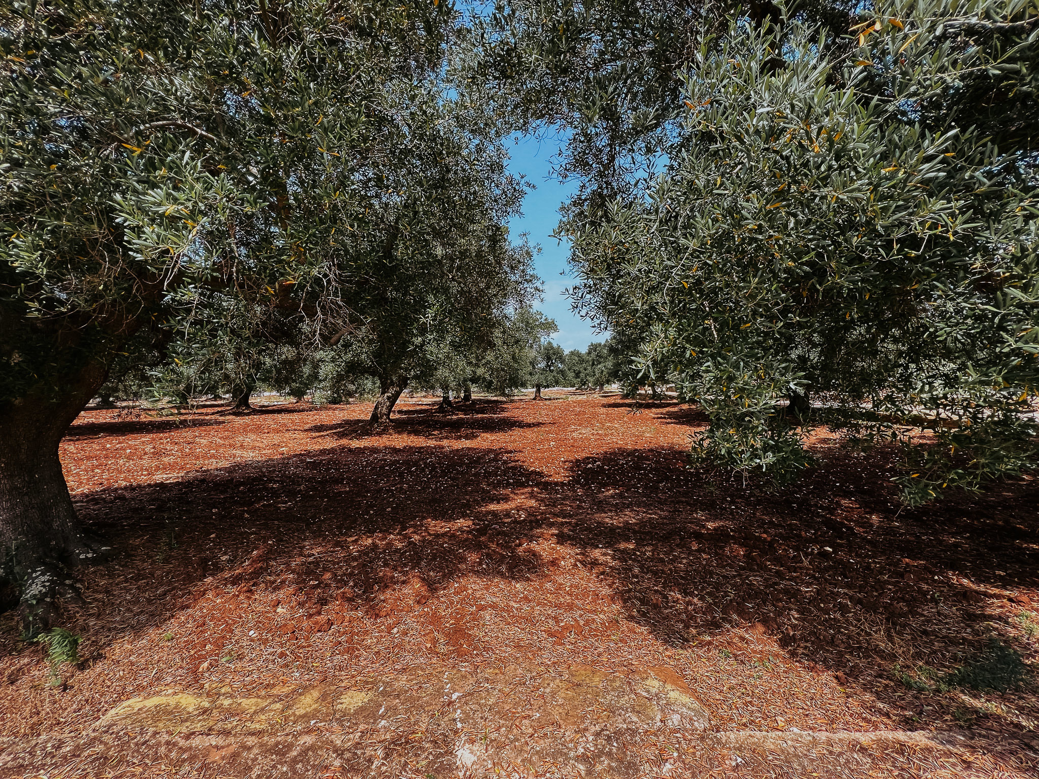 Rustico da ristrutturare in contrada fatima, Carovigno