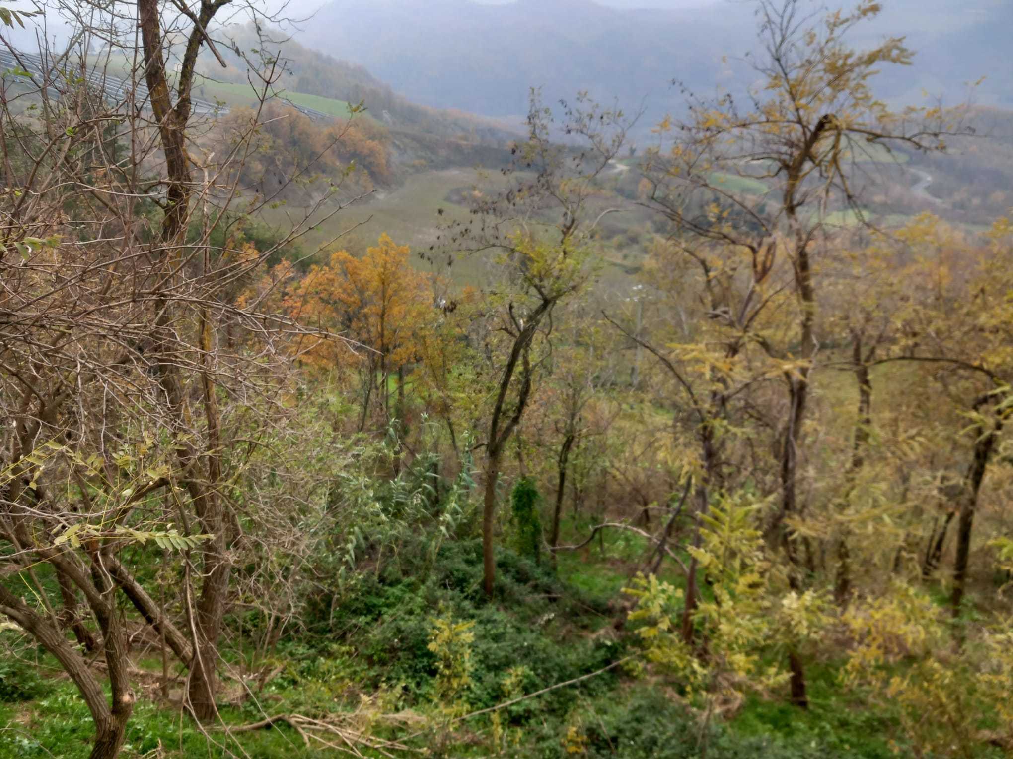 Terreno Agricolo in vendita in via savignano di rigo cicognaia 2, Sogliano al Rubicone